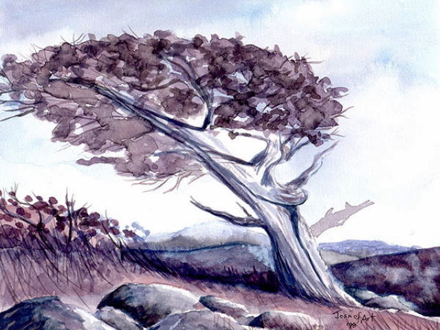 Autumn Tree - Watercolour on Board - 11x13 - $80