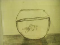 mithira-a-18-goldfish.jpg