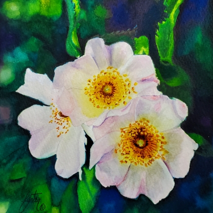 Watercolour: June Blooms